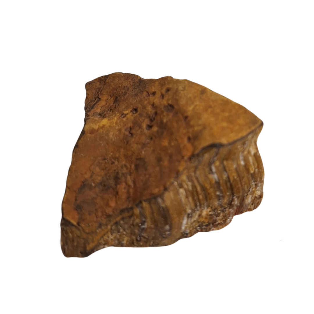 Raw Tiger’s Eye – South Africa